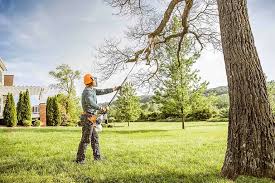  Miami, AZ Tree Removal Pros