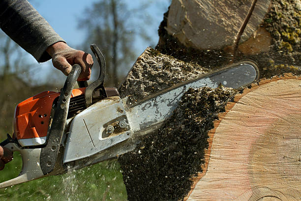 How Our Tree Care Process Works  in  Miami, AZ