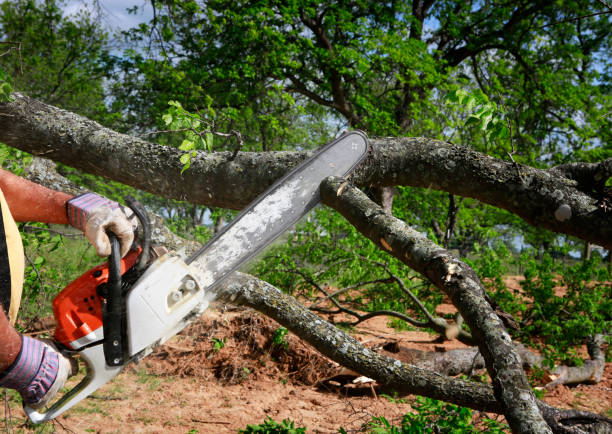 Miami, AZ Tree Removal Company